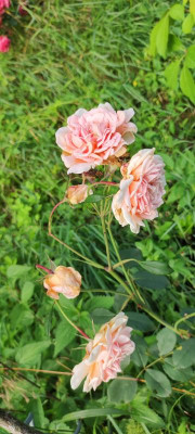 IMG_20210705_184753.jpg