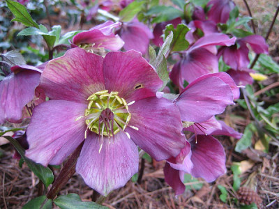 helleborus_9217.jpg
