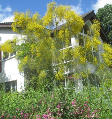 Genista aetnensis 060721.jpg