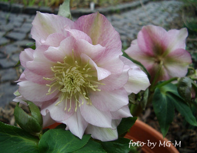 IMGP4962-Helle.jpg
