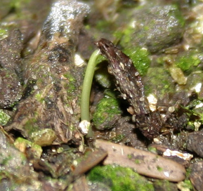 IMG_3342_eLilium_rhodopaeum_SAemlingS21122006K21012008.JPG