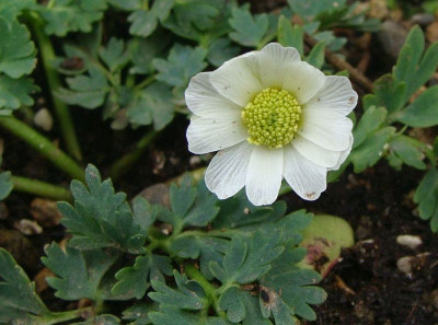 Callianthemum coriandrifolium21.jpg