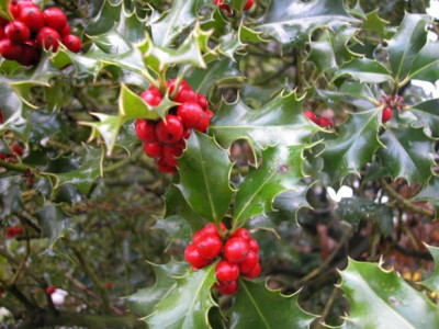 Ilexbeeren.jpg