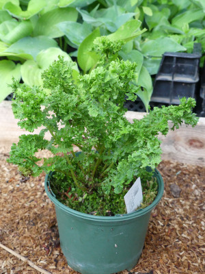2021-07-06 Athyrium 'Lady in Lace' 1.jpg