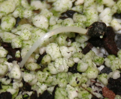 IMG_3343_eViola_cotyledon_SaemlingS112007K21012008.JPG