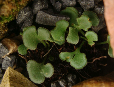 Asplenium ruta muraria21.jpg