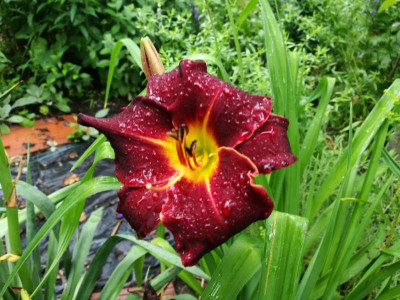Hemerocallis_Ed_Murray_20210706_164328.jpg