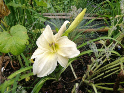 Hemerocallis_Dads_Best_White_20210706_163741.jpg