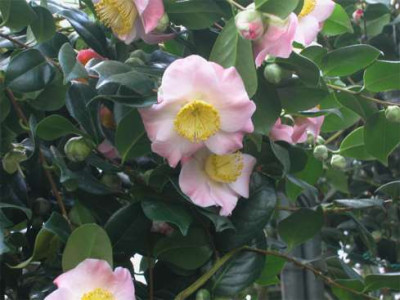 Kamelie.Hatsu.Warai1.jpg