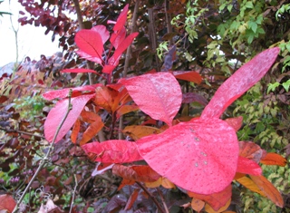 1.11.07-5468__Cotinus_dummeri_Grace.JPG