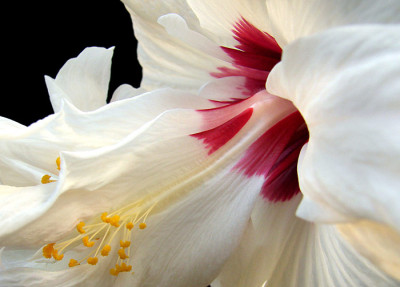 hibiskus_700.jpg