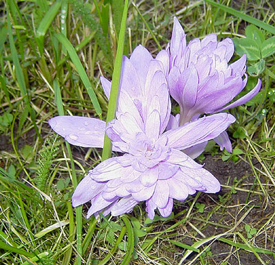 Colchicum_Waterlily_3-k.jpg
