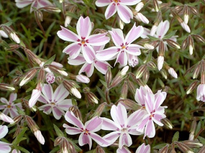 Phlox_subulata.jpg