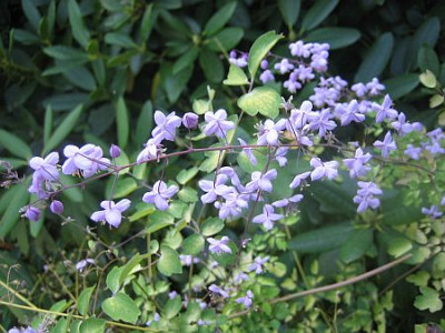 Thalictrum_delavayi_34644.jpg