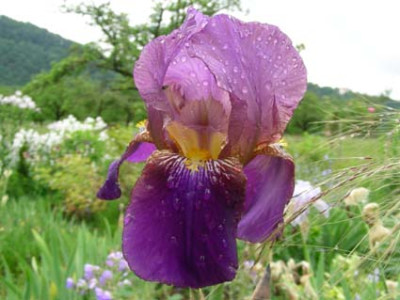 Frau_Himmelmanns_violette_jetzt_Lent_A._Williamson__DSCN0969.JPG