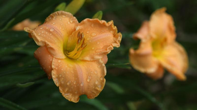 IMG_2517HONIGGRAS.jpg