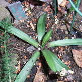 Ophrys-_apifera.JPG