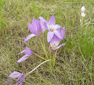 Colchicum_01-3-k.jpg