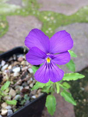 2021-07-07 Viola altaica.JPG