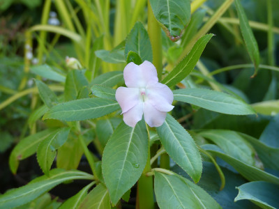 2021-07-07 Impatiens sodenii 1.jpg