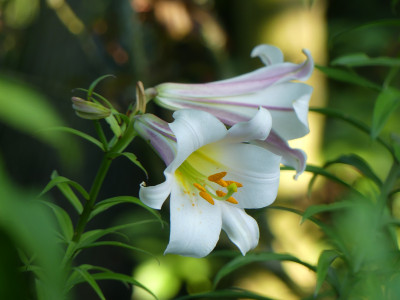2021-07-07 Lilium regale.jpg
