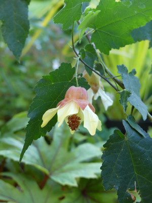 2021-07-07 Abutilon 'Ines' 2.jpg