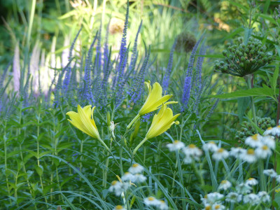 2021-07-07 Gartenimpressionen 2.jpg