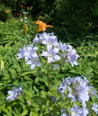 DSCN3086_Campanula_lactiflora_Pritchards_Variety.jpg