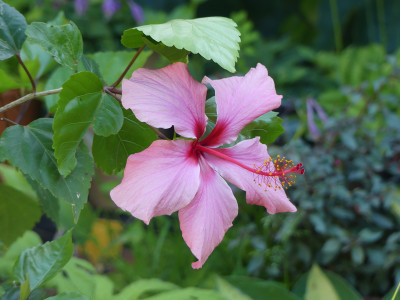 2021-07-07 Hibiscus rosa-sinensis.jpg