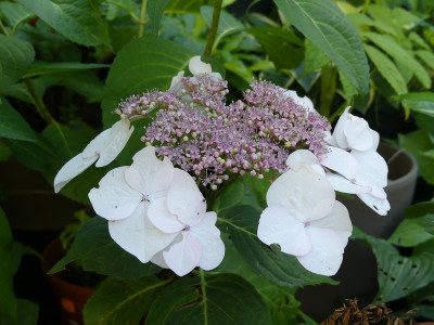 2021-07-07 Hydrangea macrophylla 'Veitchii'.jpg