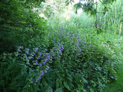 2021-07-07 Campanula.jpg