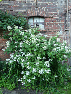 2021-07-07 Hydrangea paniculata 'Early Sensation'.jpg
