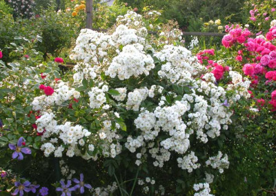 Rose_Waterloo_2007.jpg