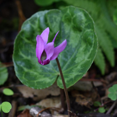 DSC_5776-Cyclamen purpurascens.JPG