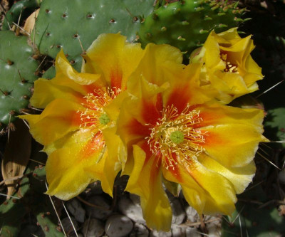 Opuntia spec21.jpg