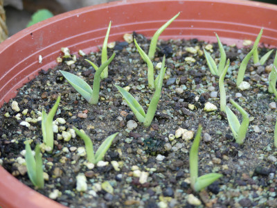 2021-07-07 Agave macroacantha 1.jpg