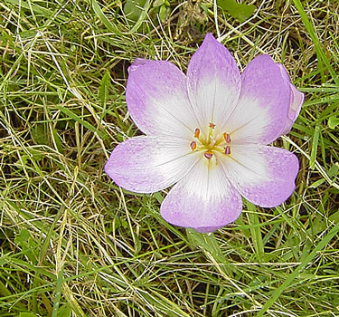 Colchicum_01-2-k.jpg