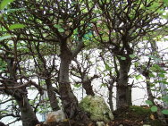 Ulmus_-chinensis.JPG