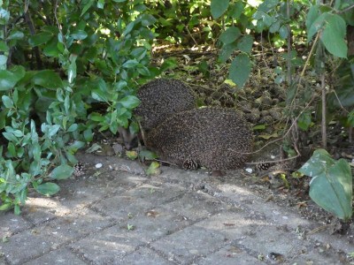 Igel.jpg