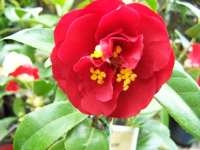 100_0860_Camellia_Maroon_and_Gold_800.jpg
