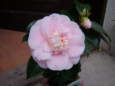 elegans_splendor_005.jpg