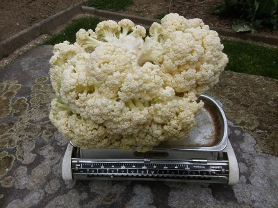 Winterblumenkohl 210501.jpg
