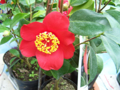 100_0862_Camellia_Kimberley_8x9_cm__640.jpg