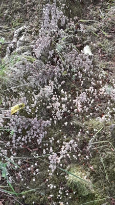 IMG-20210708-WA0011.jpeg