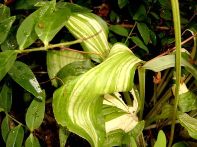 hosta2.jpg