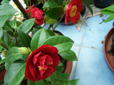 100_0866_die_drei_Grazien___800.jpg