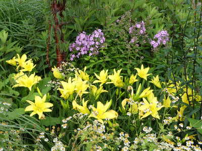 2021-07-08 Hemerocallis 'Hyperion'.jpg