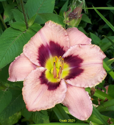 LL tet rosa lila auge 2021.jpg