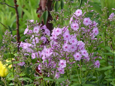 2021-07-08 Phlox 'Henki1.jpg