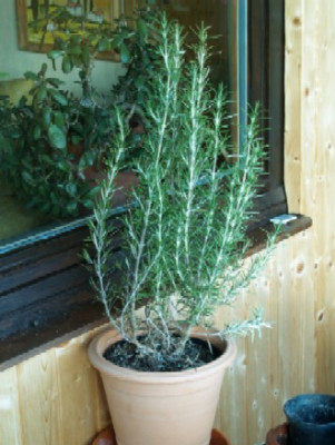 Rosmarin_officinalis.jpg